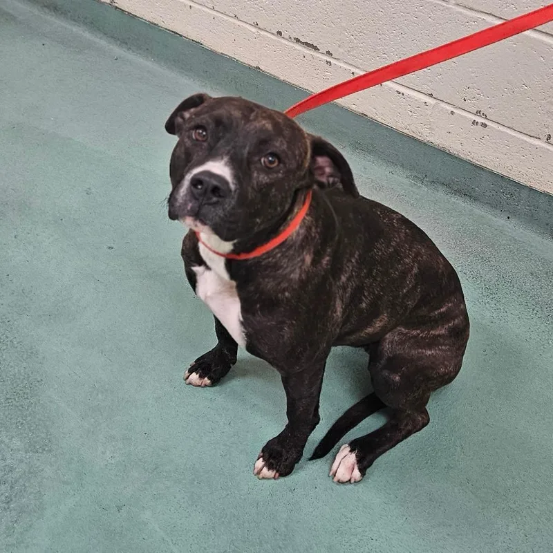 A young medium-sized female Brindle Mixed Breed dog named Mildred for adoption in Memphis, TN