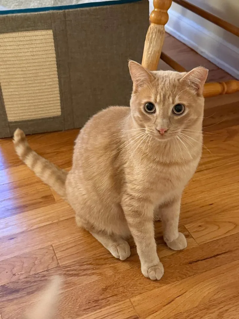 An adult medium-sized male Tabby (Orange / Red) Tabby cat named Simba FFC for adoption in Omaha, NE