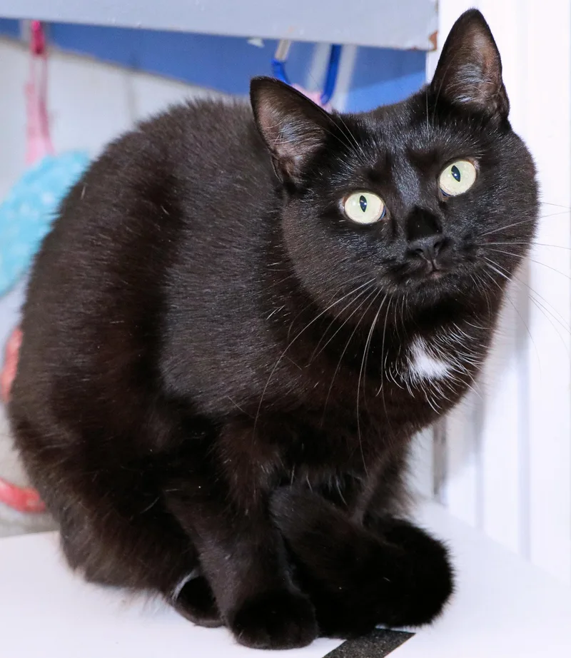 A young medium-sized female Black Domestic Short Hair cat named Ebony for adoption in Cincinnati, OH