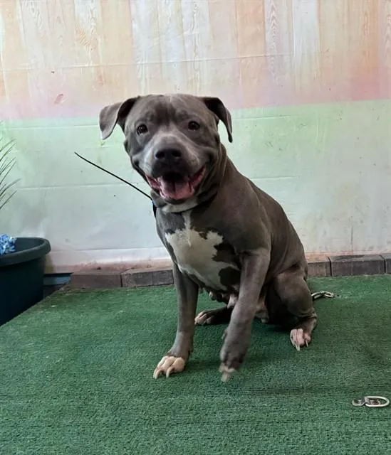 An adult medium-sized female Staffordshire Bull Terrier dog named Dior for adoption in Baldwin Park, CA