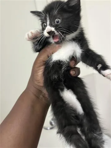 A baby medium-sized female American Curl cat named A for adoption in Houston, TX