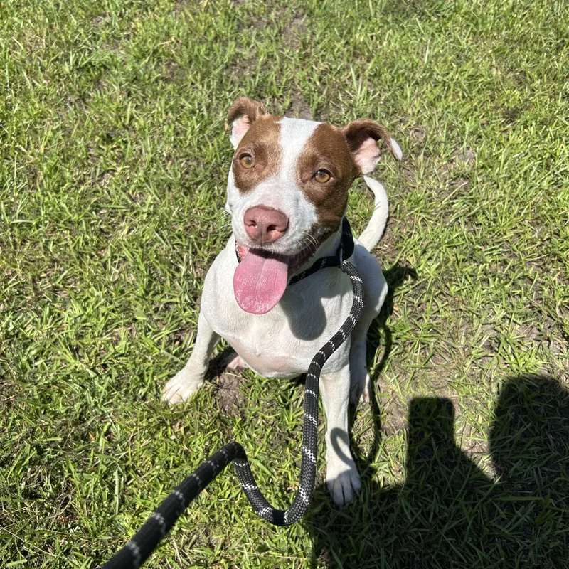 An adult medium-sized female Brown / Chocolate Pit Bull Terrier dog named Mama for adoption in Woodbine, GA