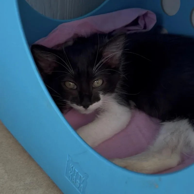 A baby small-sized male Black Domestic Short Hair cat named Friday for adoption in Chattanooga, TN