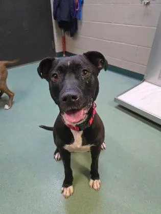 An adult medium-sized female Black Pit Bull Terrier dog named Oreo for adoption in Williamsport, PA