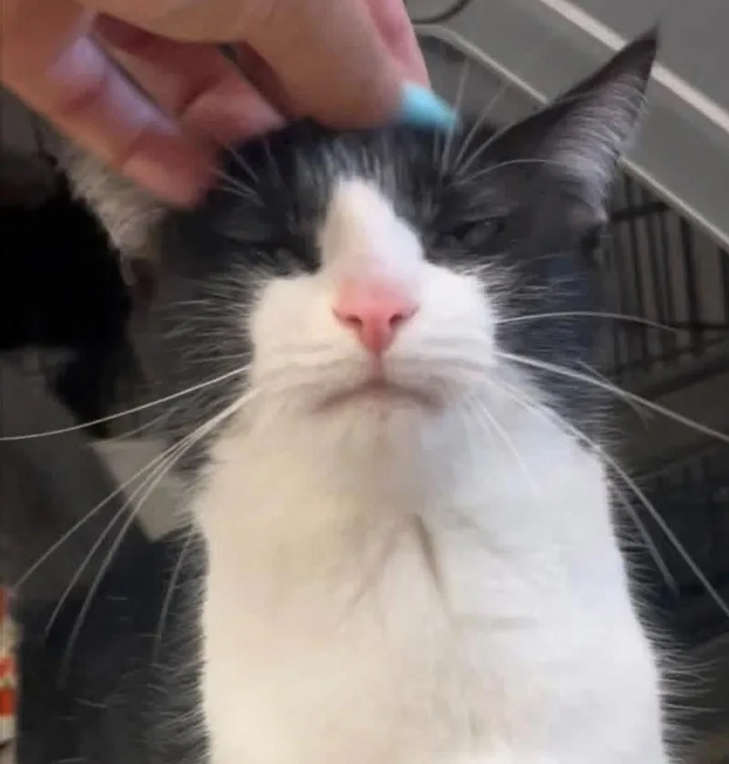 A young small-sized female Domestic Short Hair cat named Dixie for adoption in Kent, OH