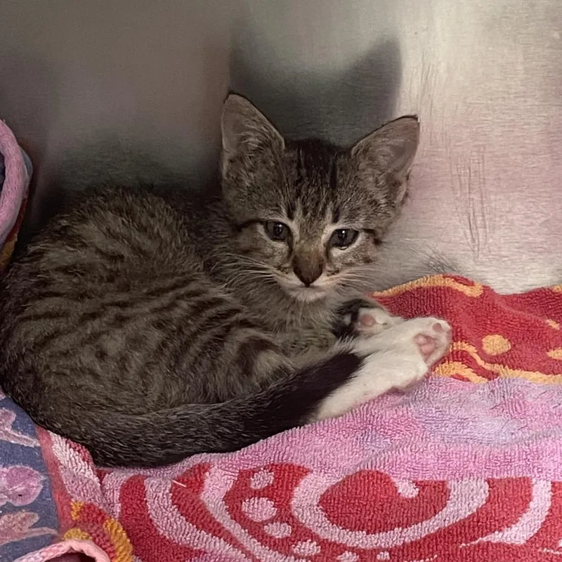 A baby small-sized female Gray / Blue / Silver Domestic Short Hair cat named Cha Cha for adoption in Hawthorne, CA