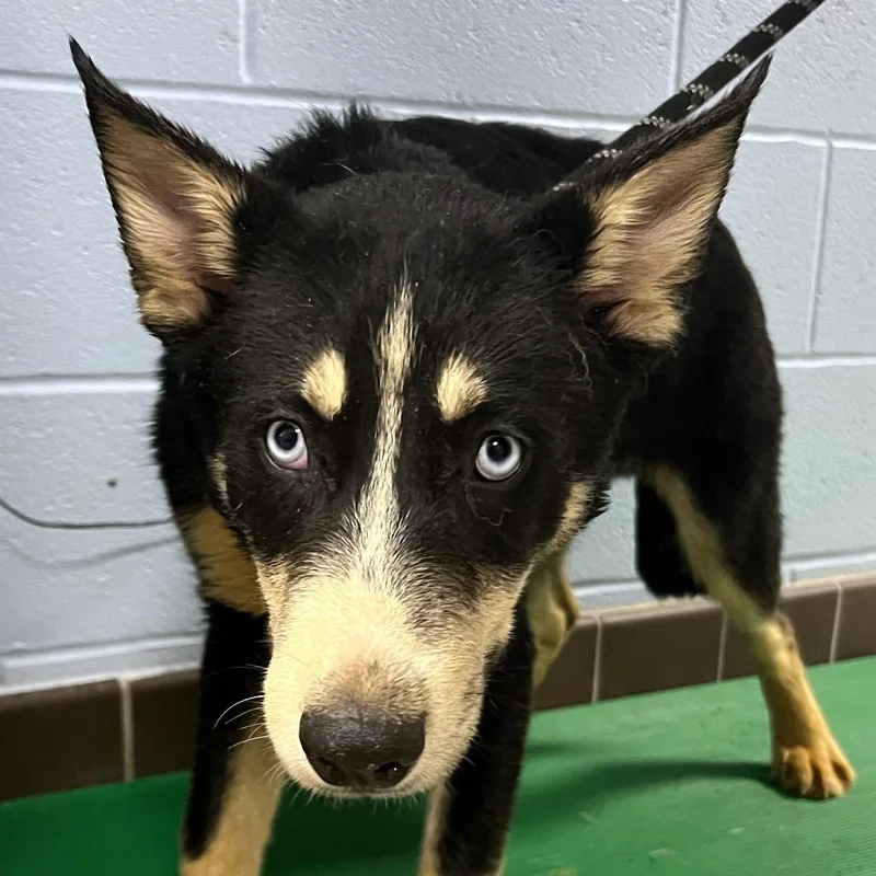 A baby medium-sized male Husky dog named Havoc for adoption in Olean, NY