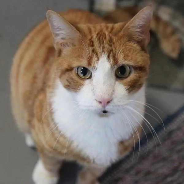 Tater thumbnail 2