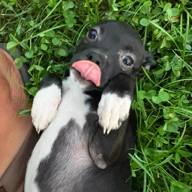 A baby small-sized female Black Mixed Breed dog named Smuckers for adoption in Fredericksburg, VA