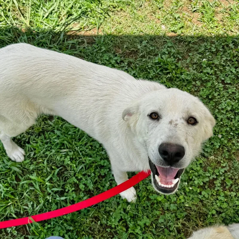 Gus