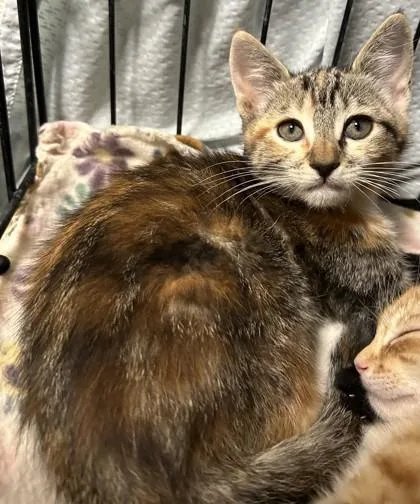A young small-sized female Domestic Short Hair cat named Eva for adoption in Phoenix, AZ