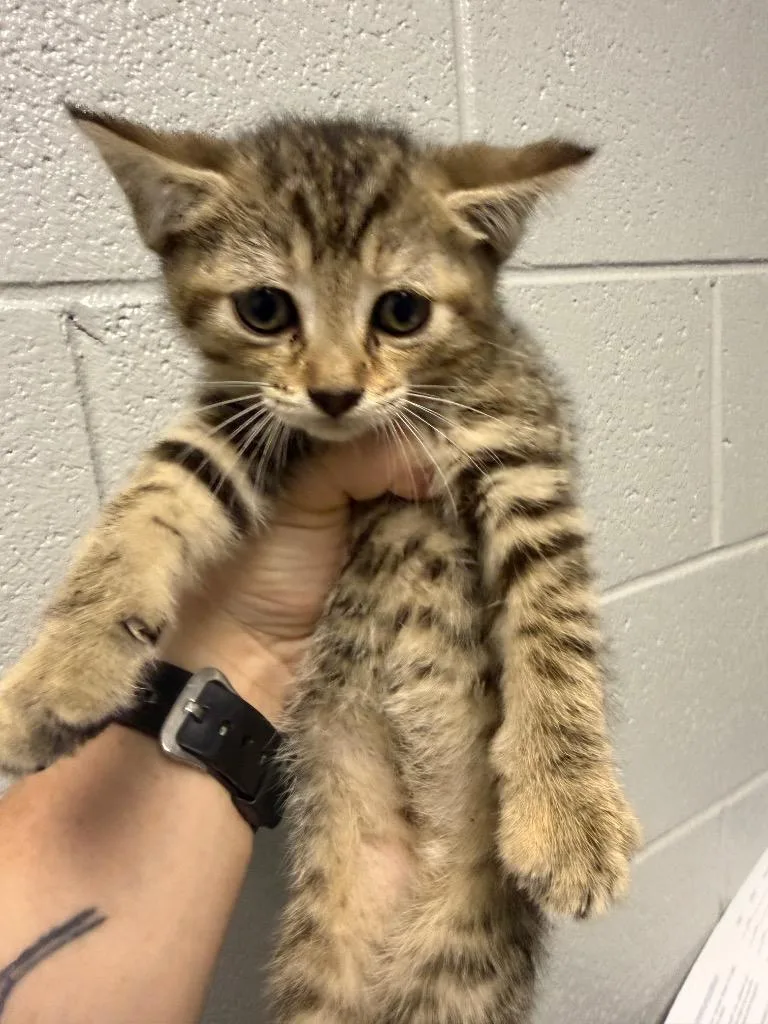 A baby small-sized female Domestic Short Hair cat named Aster for adoption in Henderson, NC
