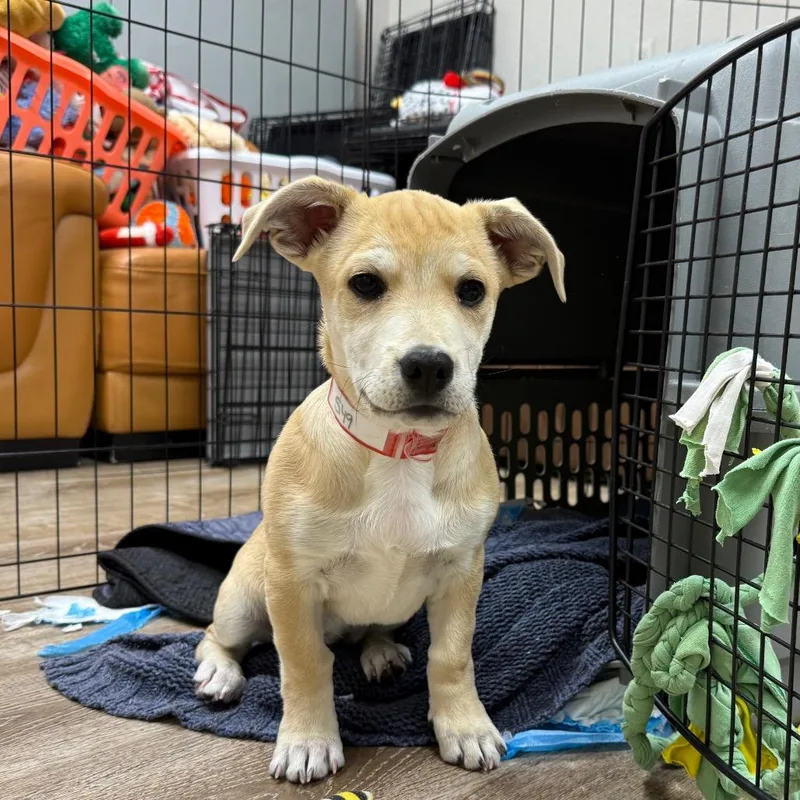 A baby small-sized female Shepherd dog named Daisy for adoption in Parker, CO