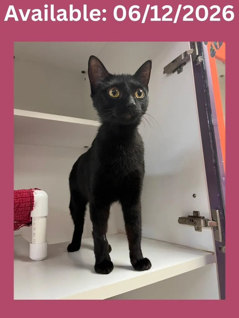 A young medium-sized female Domestic Short Hair cat named Cat Condo for adoption in Greenville, TX