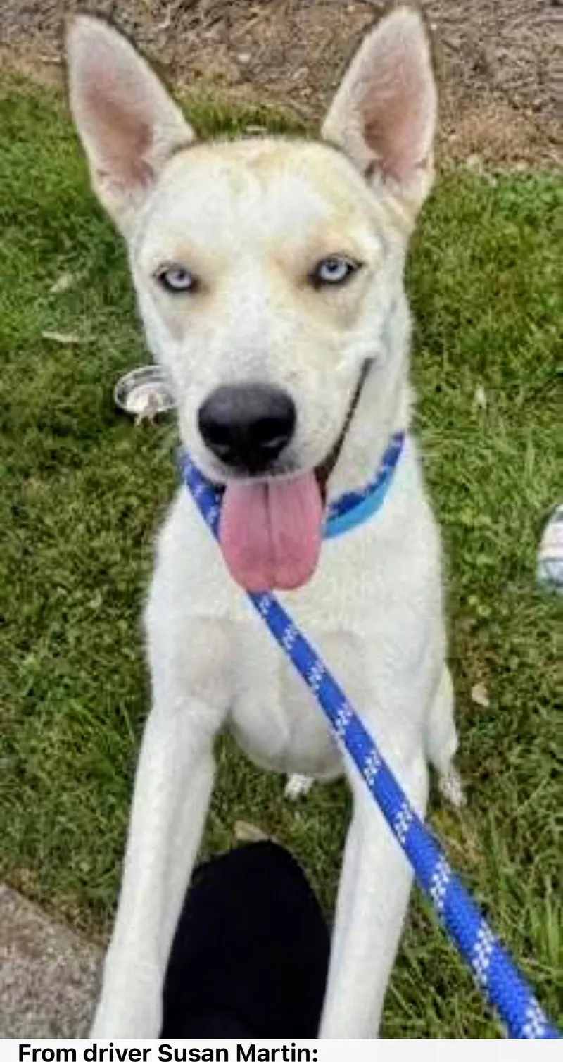 A young medium-sized female Siberian Husky dog named SIBERIAN HUSKY white BLUE for adoption in Mount Laurel, NJ