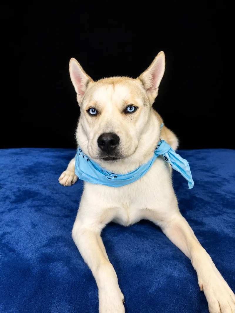 SIBERIAN HUSKY white BLUE thumbnail 2