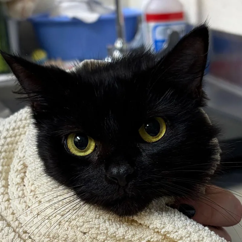 An adult medium-sized female Black Domestic Short Hair cat named Airfryer for adoption in Asheville, NC
