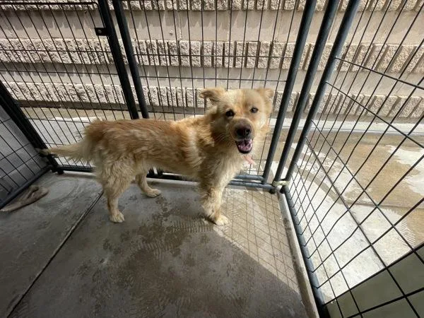 A young medium-sized male Chow Chow dog named Astro for adoption in Victorville, CA