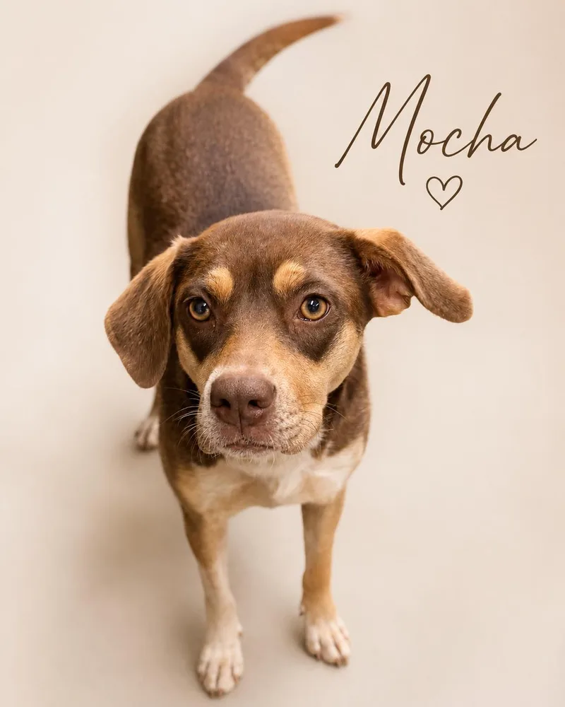 Mocha