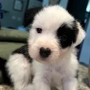 A baby small-sized male White / Cream Mixed Breed dog named Highland for adoption in Grinnell, IA