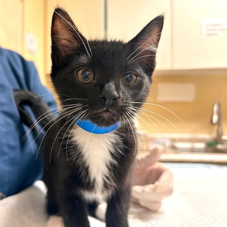 A baby small-sized male Domestic Medium Hair cat named Obambo for adoption in Woodinville, WA