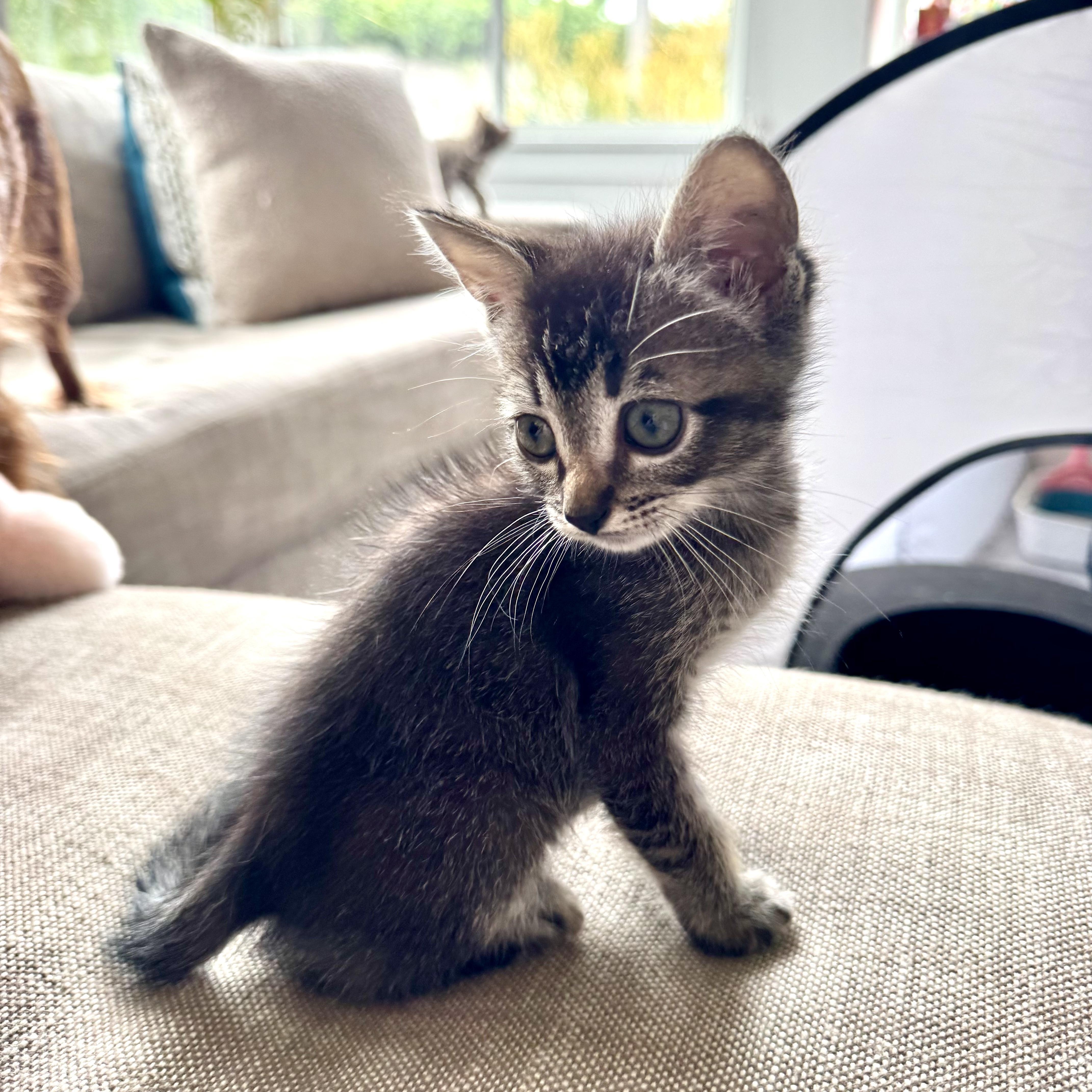 A baby medium-sized male Tabby (Brown / Chocolate) Tabby cat named Buck for adoption in San Juan Capistrano, CA