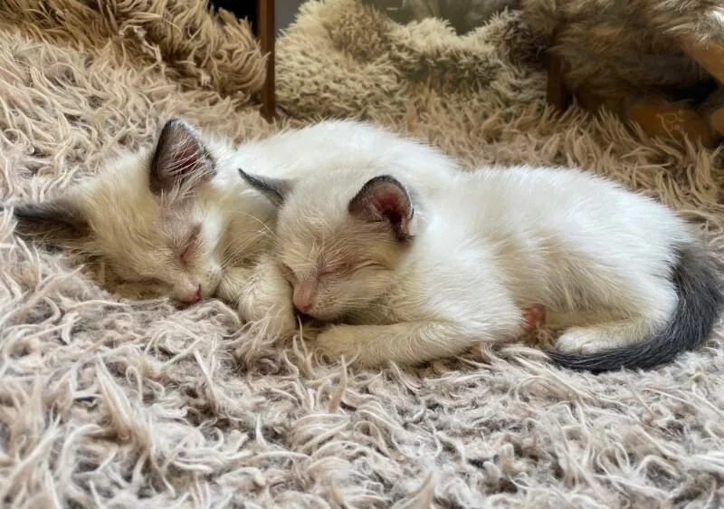 Fluffernutter  Treats Litter
