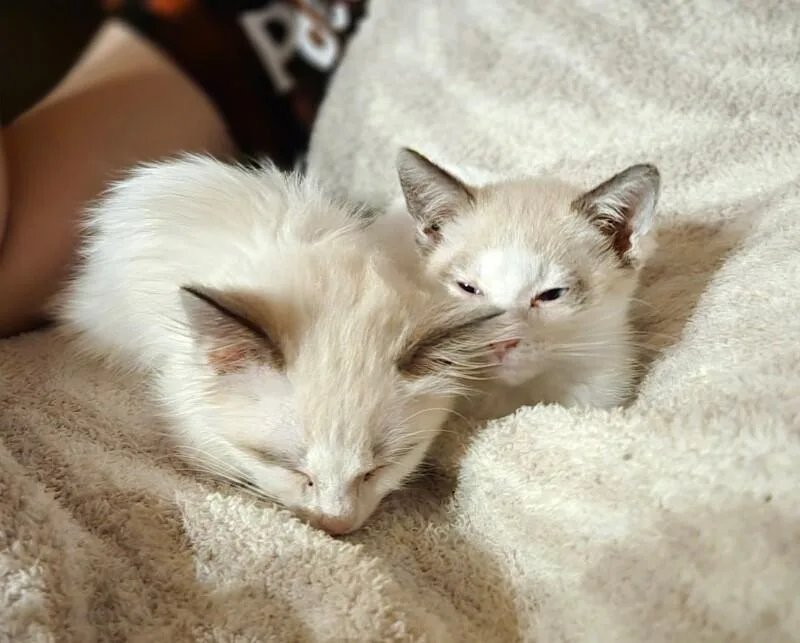 Fluffernutter  Treats Litter thumbnail 2