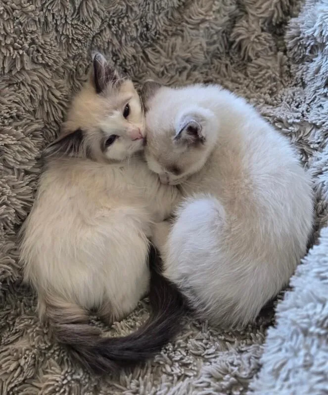 Fluffernutter  Treats Litter thumbnail 4