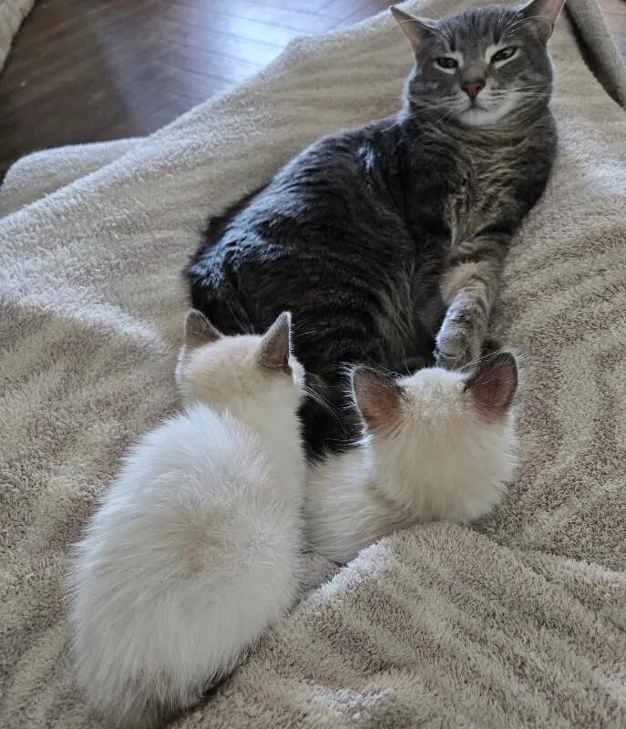 Fluffernutter  Treats Litter thumbnail 5