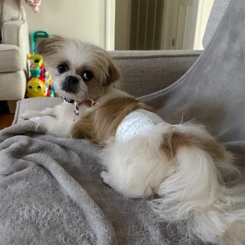 An adult small-sized male White / Cream Pekingese dog named Auggie for adoption in Bessemer, AL