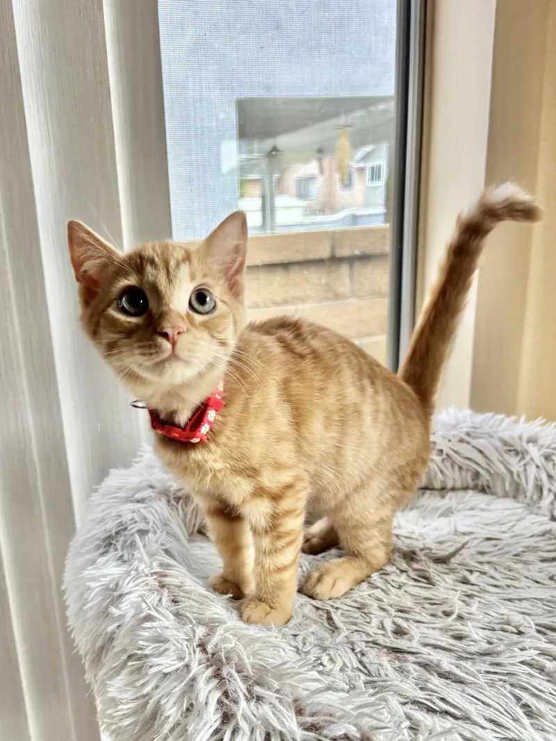 A baby medium-sized male Tabby (Orange / Red) Tabby cat named Santiago for adoption in Laguna Niguel, CA