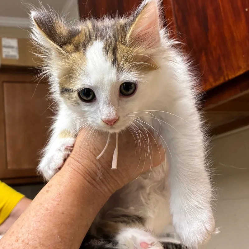 A baby small-sized male White American Shorthair cat named Professor for adoption in Danville, KY