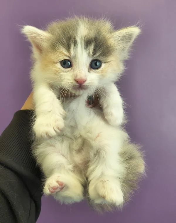 A baby small-sized female Domestic Long Hair cat named Bella for adoption in Salt Lake City, UT