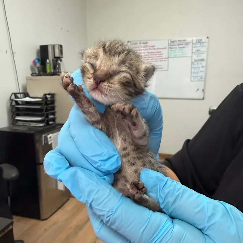 A baby small-sized male Brown / Chocolate Domestic Short Hair cat named Tico for adoption in Edinburg, TX