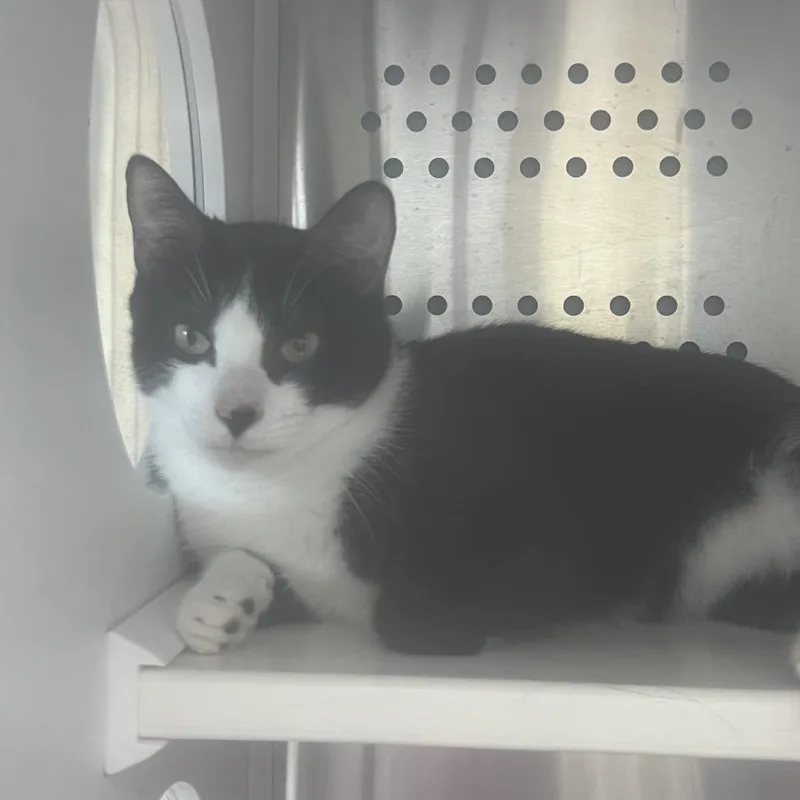 A young small-sized male Black Domestic Short Hair cat named Sam for adoption in Houston, TX