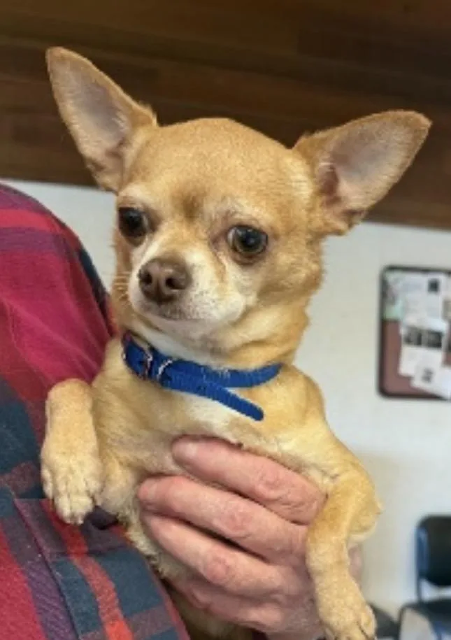 Frankie