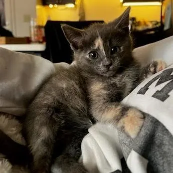 A baby small-sized female Tortoiseshell Domestic Short Hair cat named Rose for adoption in Charlottesville, VA