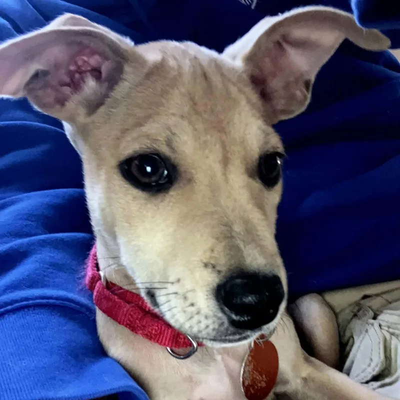 A baby small-sized female Apricot / Beige Chihuahua dog named Avery for adoption in Chatham, NJ