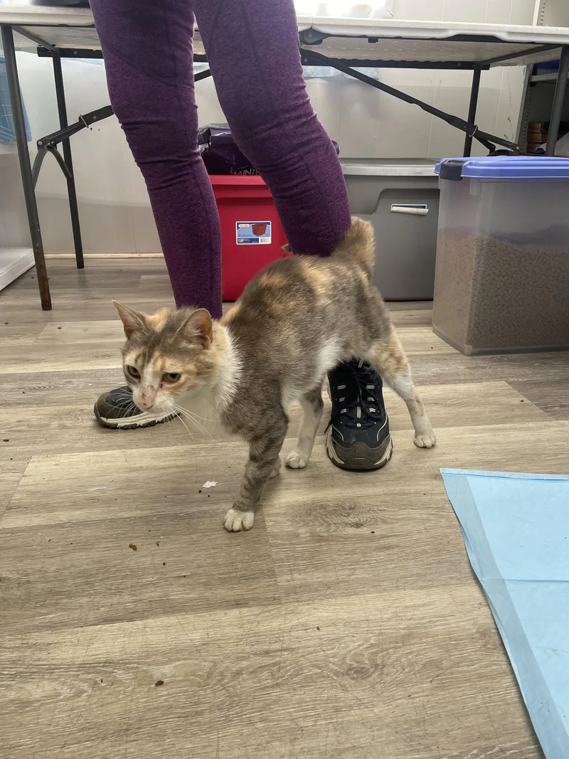 An adult medium-sized female Domestic Short Hair cat named Omma for adoption in Trenton, NJ