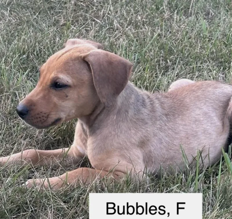 Bubbles