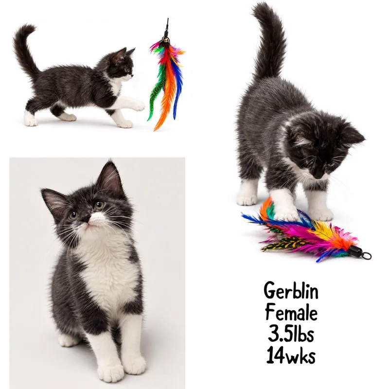 A baby medium-sized female Domestic Short Hair cat named Gerblin for adoption in Gainesville, VA