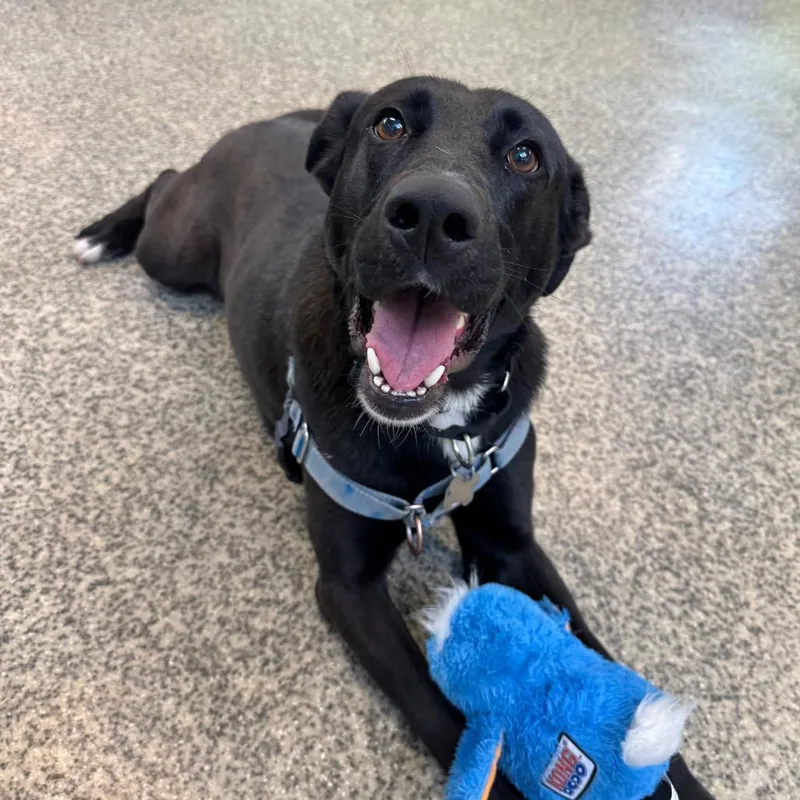 An adult large-sized male Black Labrador Retriever dog named Tucker for adoption in Falls Church, VA