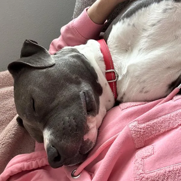 An adult large-sized female American Staffordshire Terrier dog named Stormy for adoption in Des Moines, IA