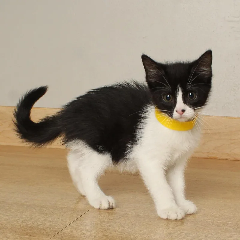 A baby small-sized female Black Domestic Short Hair cat named Paige C for adoption in Minnetonka, MN