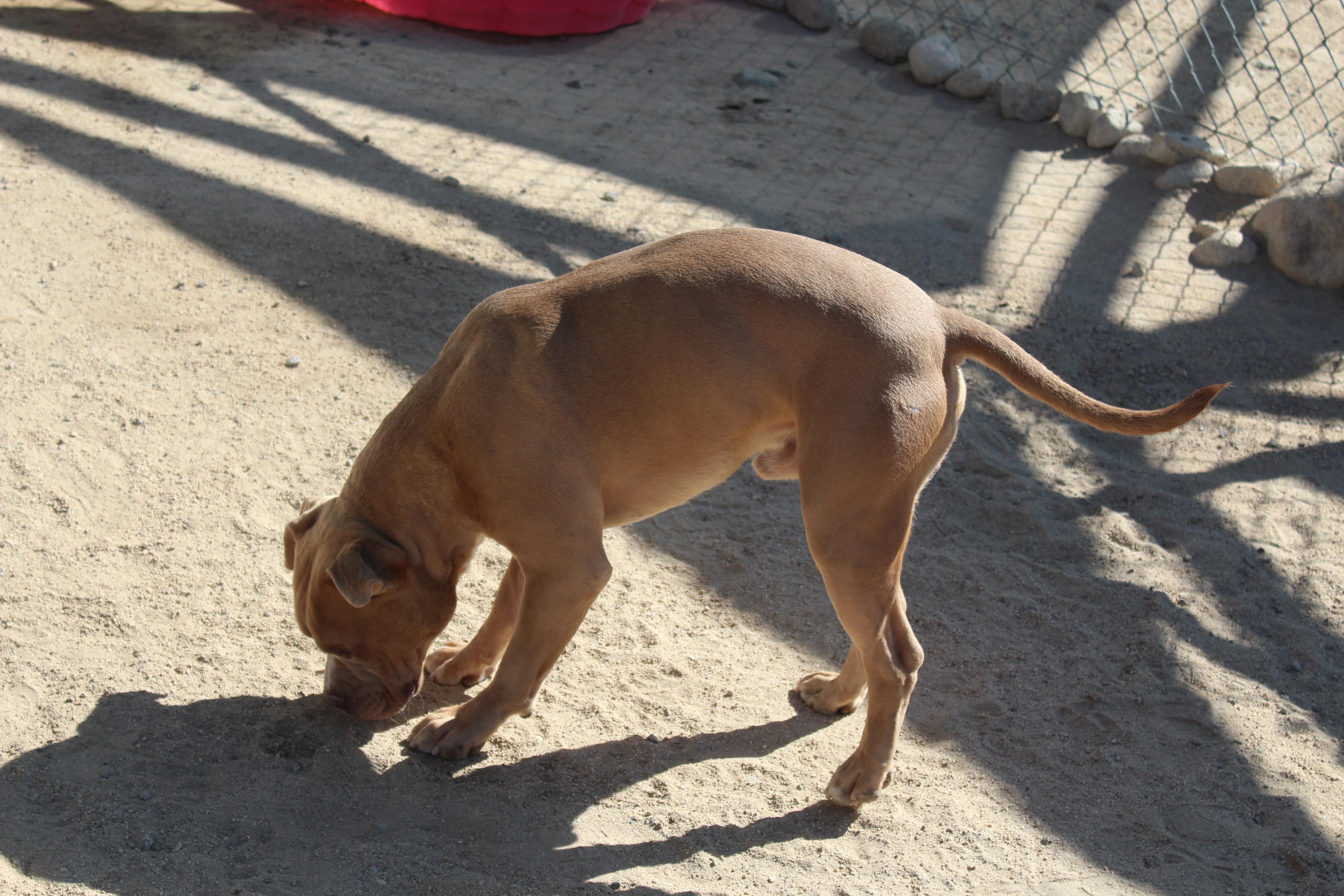 An adult medium-sized male Yellow / Tan / Blond / Fawn Pit Bull Terrier dog named Chucky for adoption in Yucca Valley, CA