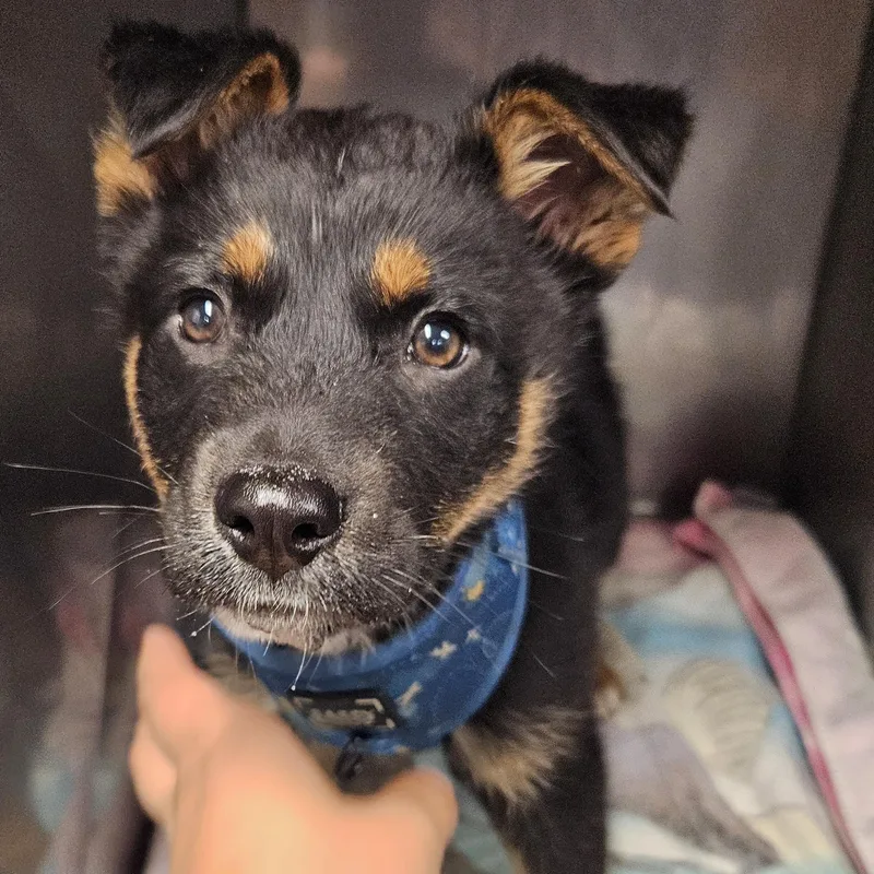 A baby large-sized male Black Shepherd dog named Minnow for adoption in The Dalles, OR