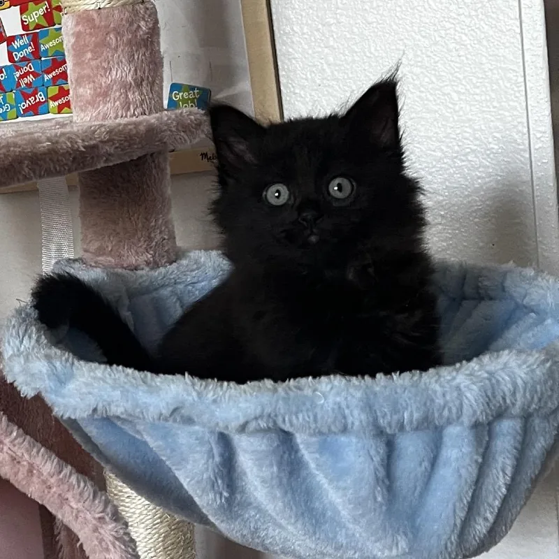 Honey Bear thumbnail 2