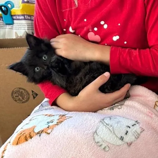 Honey Bear thumbnail 3