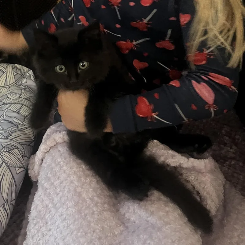 Honey Bear thumbnail 4